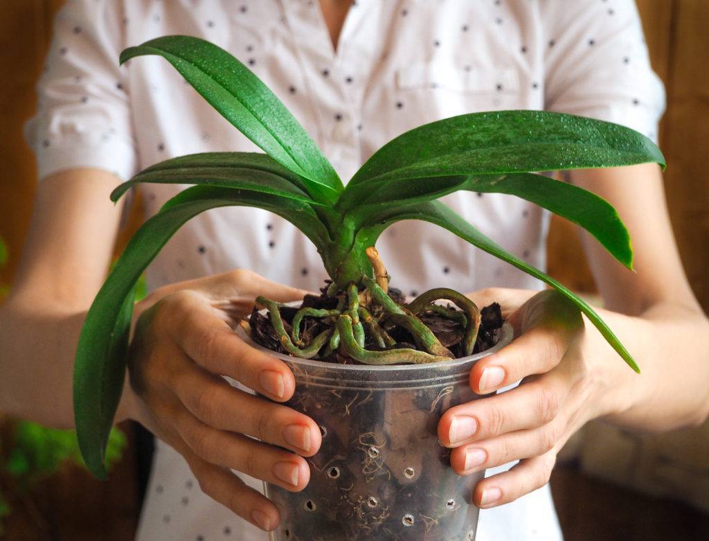 Уход за орхидеей после покупки: адаптация в домашних условиях и что с ней нужно делать сразу после магазина, когда поливать первый раз и как ухаживать