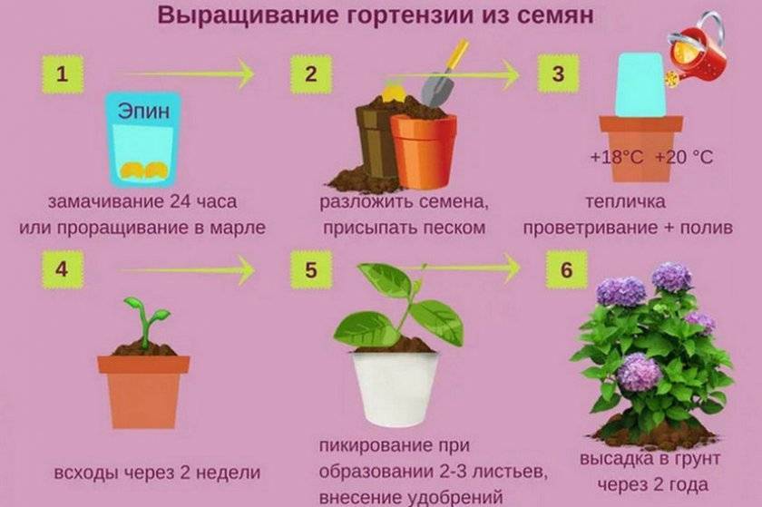Выращивание маттиолы (левкоя) из семян: когда и как сажать, как вырастить красивые цветы | оазис в доме