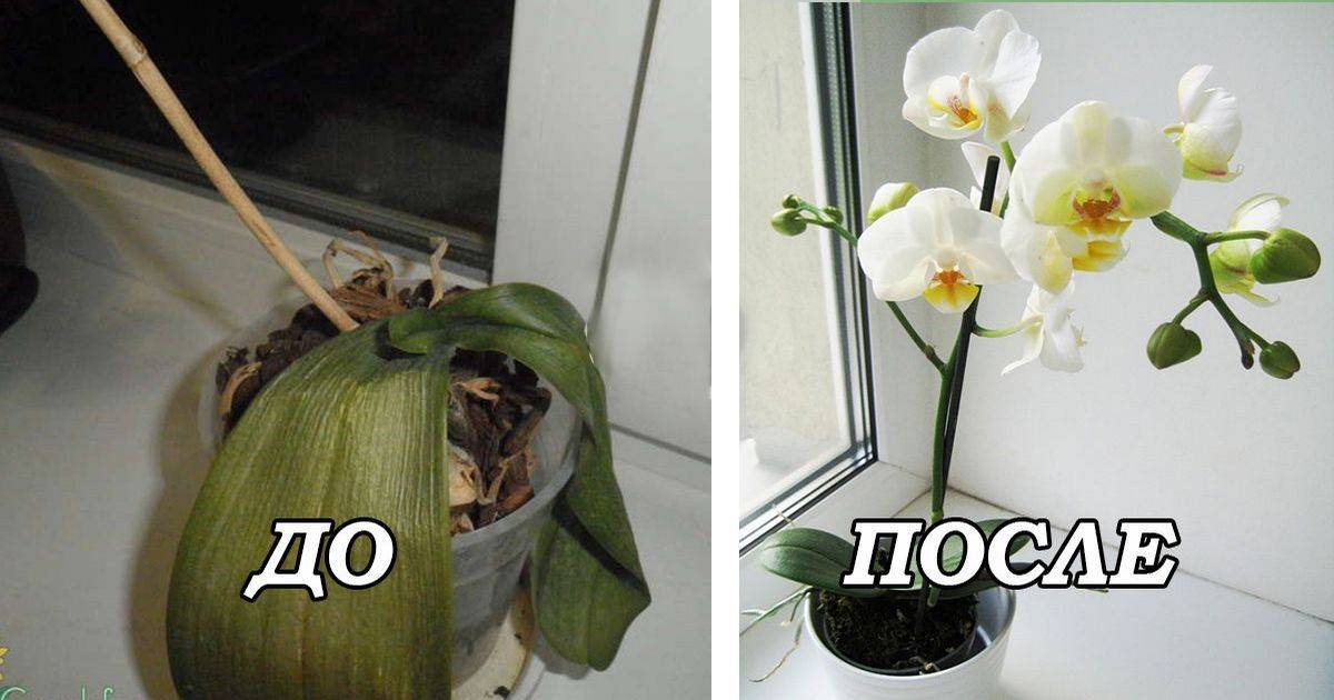 Уход за орхидеями для новичков