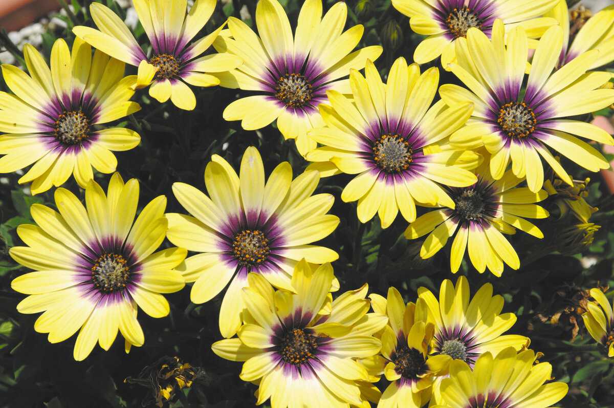 Цветок остеоспермум: описание, виды и сорта с фото + выращивание из семян и черенков, посадка и уход в открытом грунте
