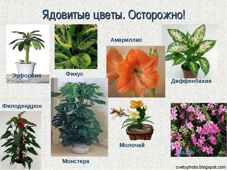 Ядовитые комнатные растения: фото, названия и краткие описания
