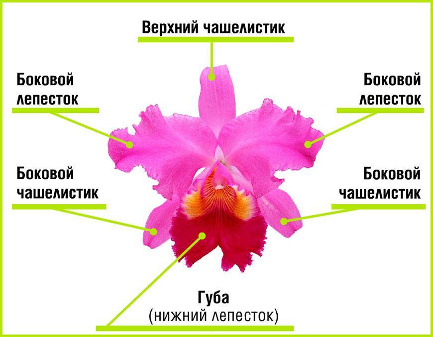 Семейство орхидей: сколько бывает разновидностей? алфавитный каталог фото и названий