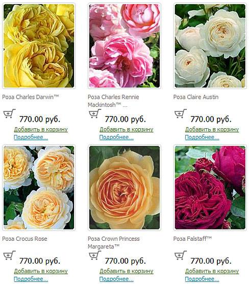 Розы остина – лучшие сорта для подмосковья, характеристика и описание, особенности + фото