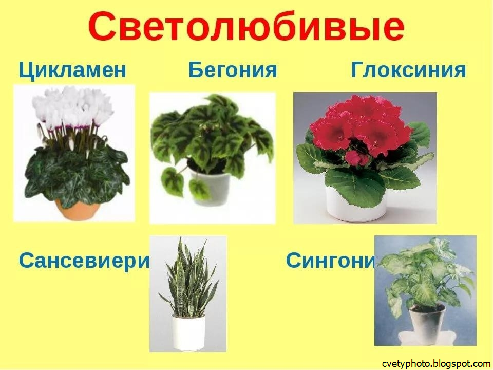 8 капризных комнатных растений, которые стоит выращивать новичкам. список названий с фото — ботаничка