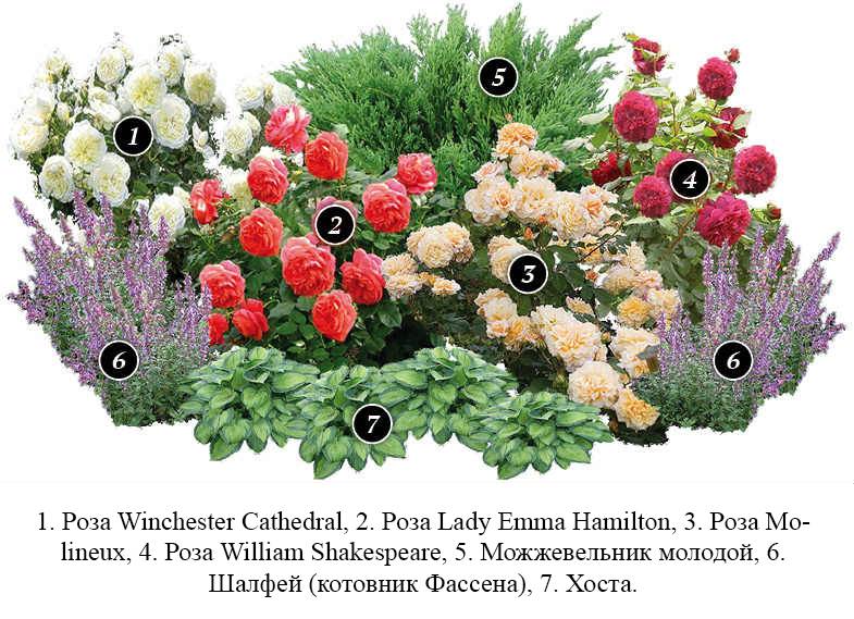 Пионы в ландшафтном дизайне, особенности растения, разнообразие сортов и варианты их использования - 17 фото