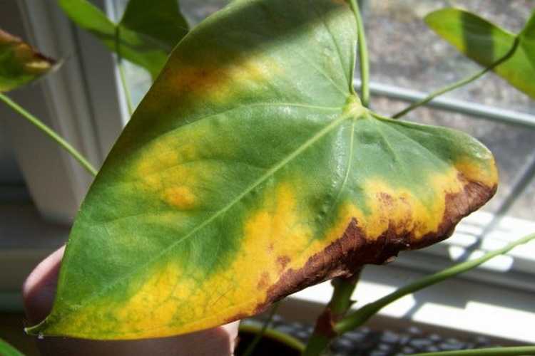 Почему желтеют листья у антуриума причины и их устранение