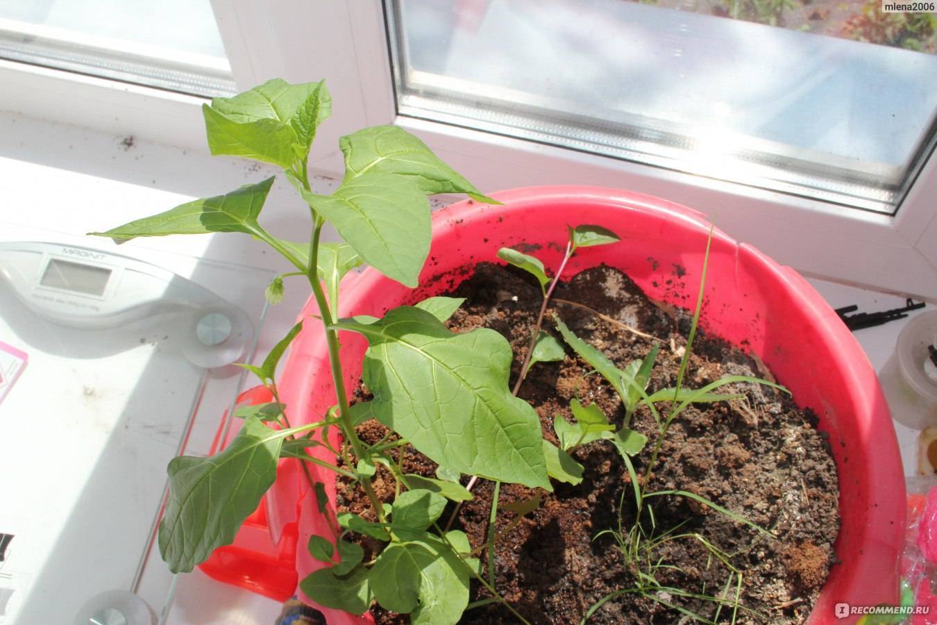 О выращивании фуксии из семян: как посадить и вырастить растение дома
