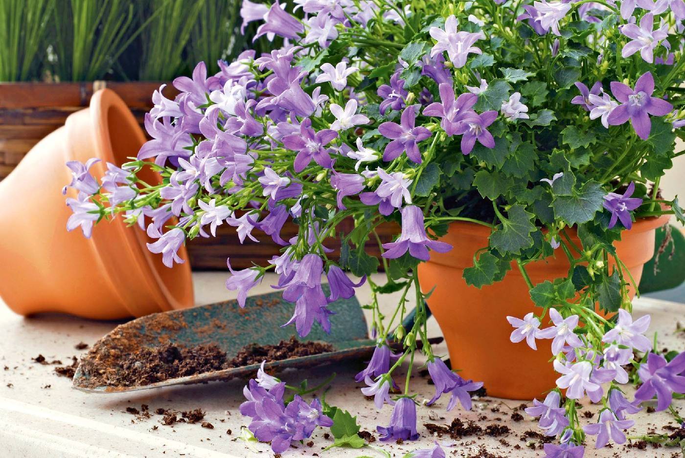 Колокольчик садовый многолетний — как выращивать