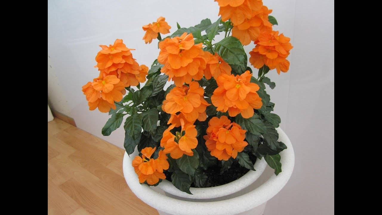 Кроссандра цветок, фото, уход в домашних условиях и выращивание дома