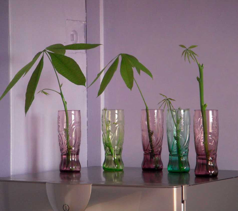 Правильный уход за растением пахира  акватика (водная) в домашних условиях за комнатным растением, фото и борьба с заболеваниями