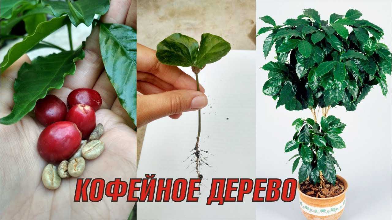 Выращивание кофе «арабика» в качестве комнатного растения: уход
