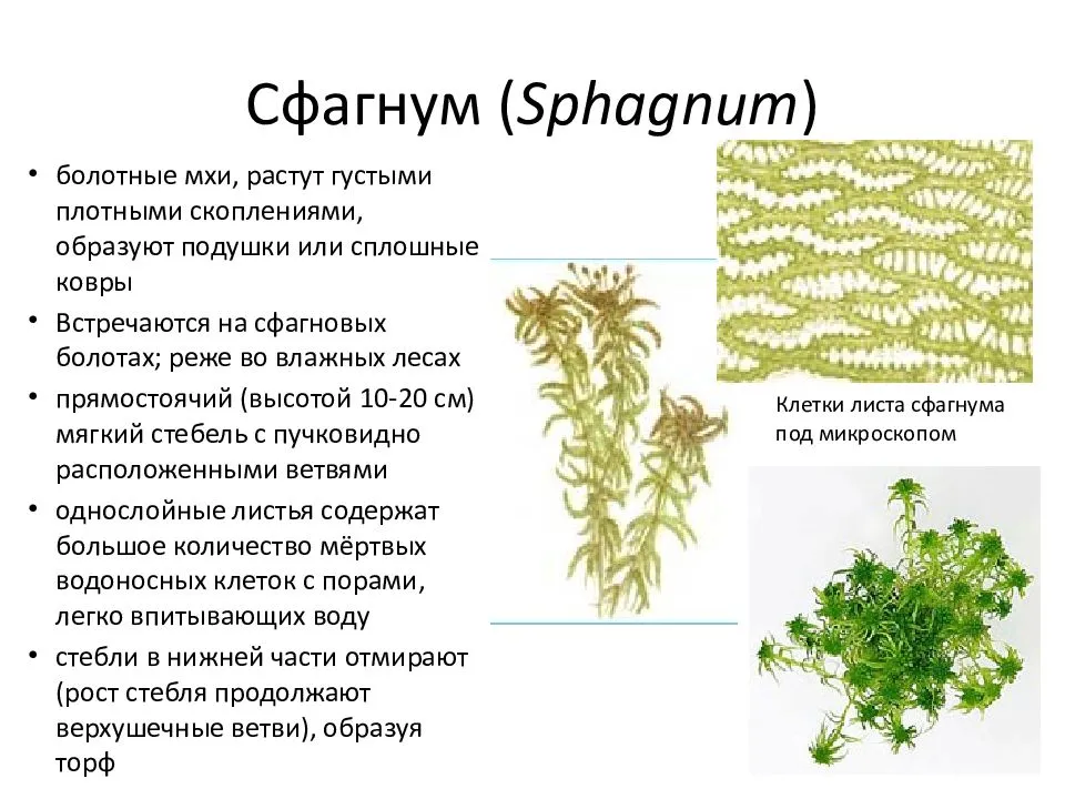 Удивительный мох сфагнум — как заготовить и использовать? фото — ботаничка
