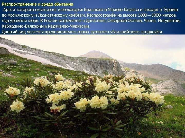 Когда цветут рододендроны на кавказе. описание и фото рододендрона кавказского, его лечебные свойства и противопоказания. использование рододендрона кавказского в народной медицине