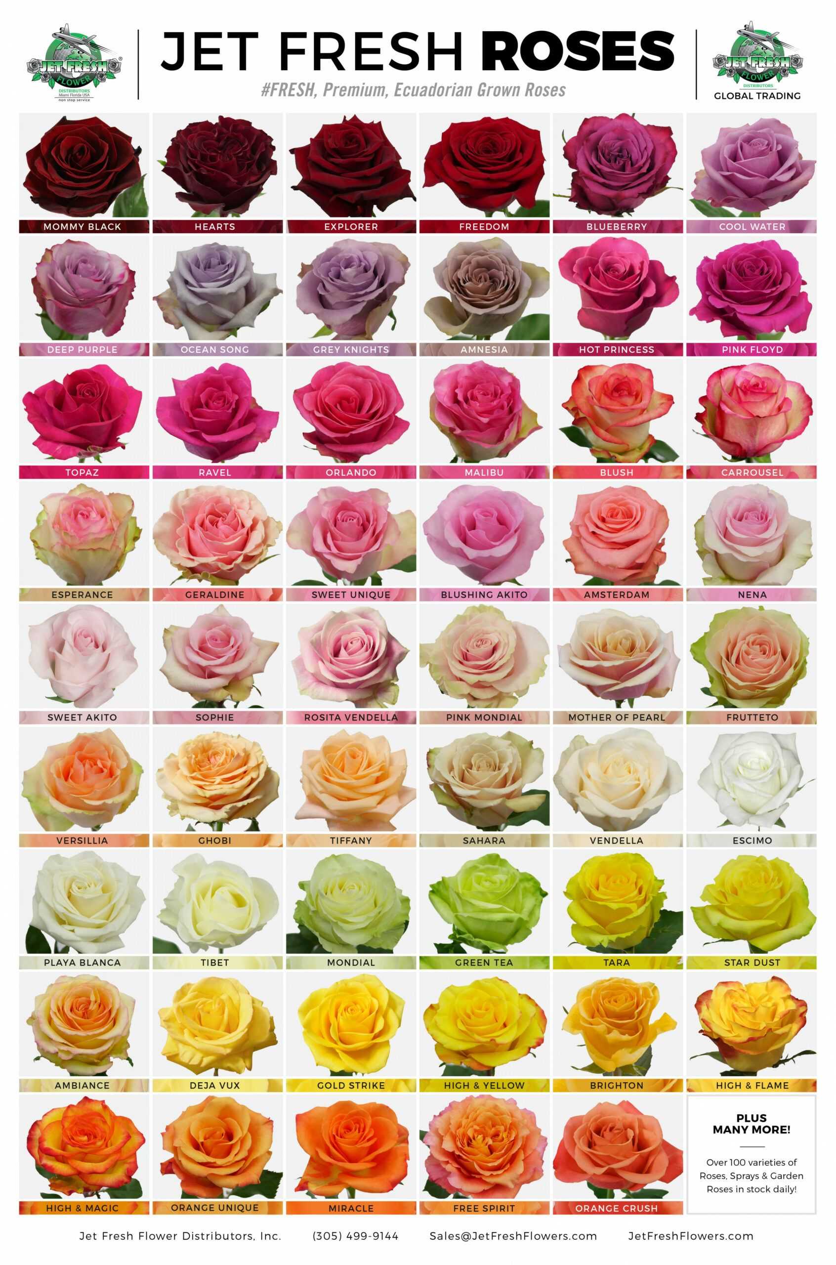 Розы – лучшие сорта