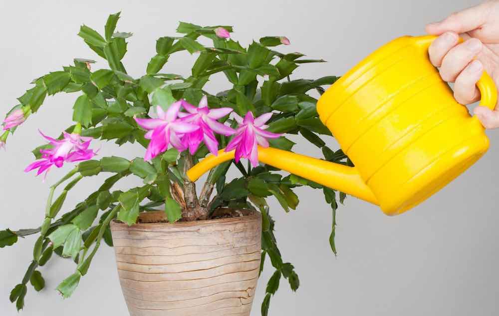 Удобрения для комнатных растений и цветов в домашних условиях: как приготовить