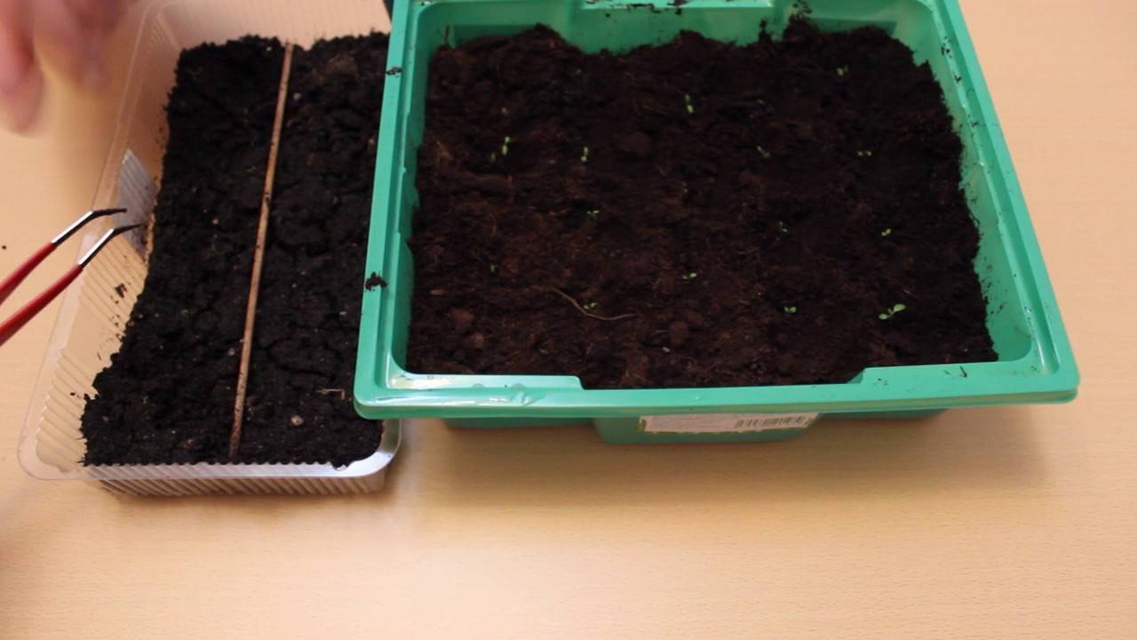 Как вырастить примулу к 8 марта из семян - теплицы + парники своими руками