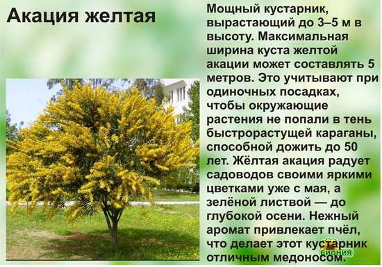 Акация желтая - яркий представитель вида с характерным цветением, польза и характеристики