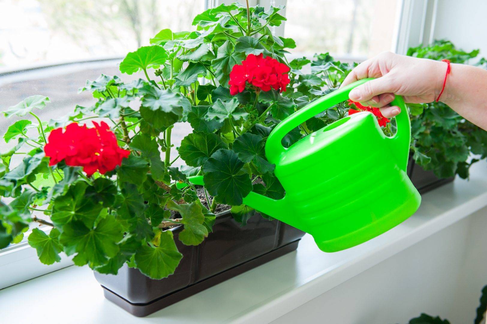 Чем подкормить домашние цветы в домашних условиях: советы - sadovnikam.ru