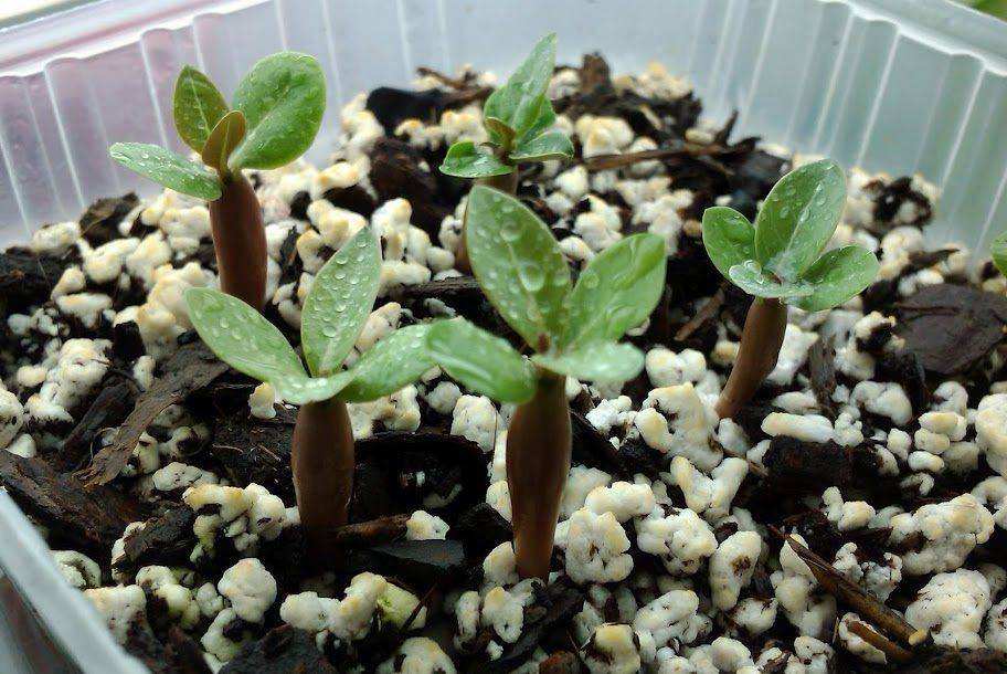 Как вырастить комнатные растения из семян