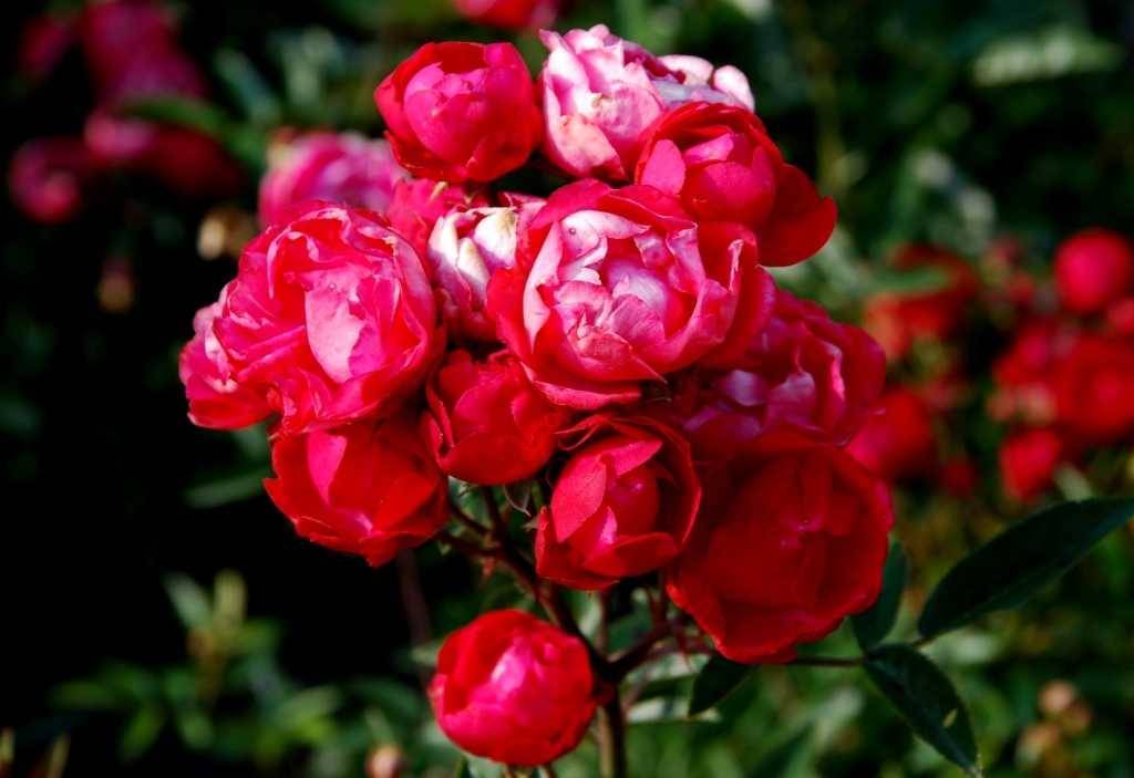 Почвопокровные розы: сорта, фото