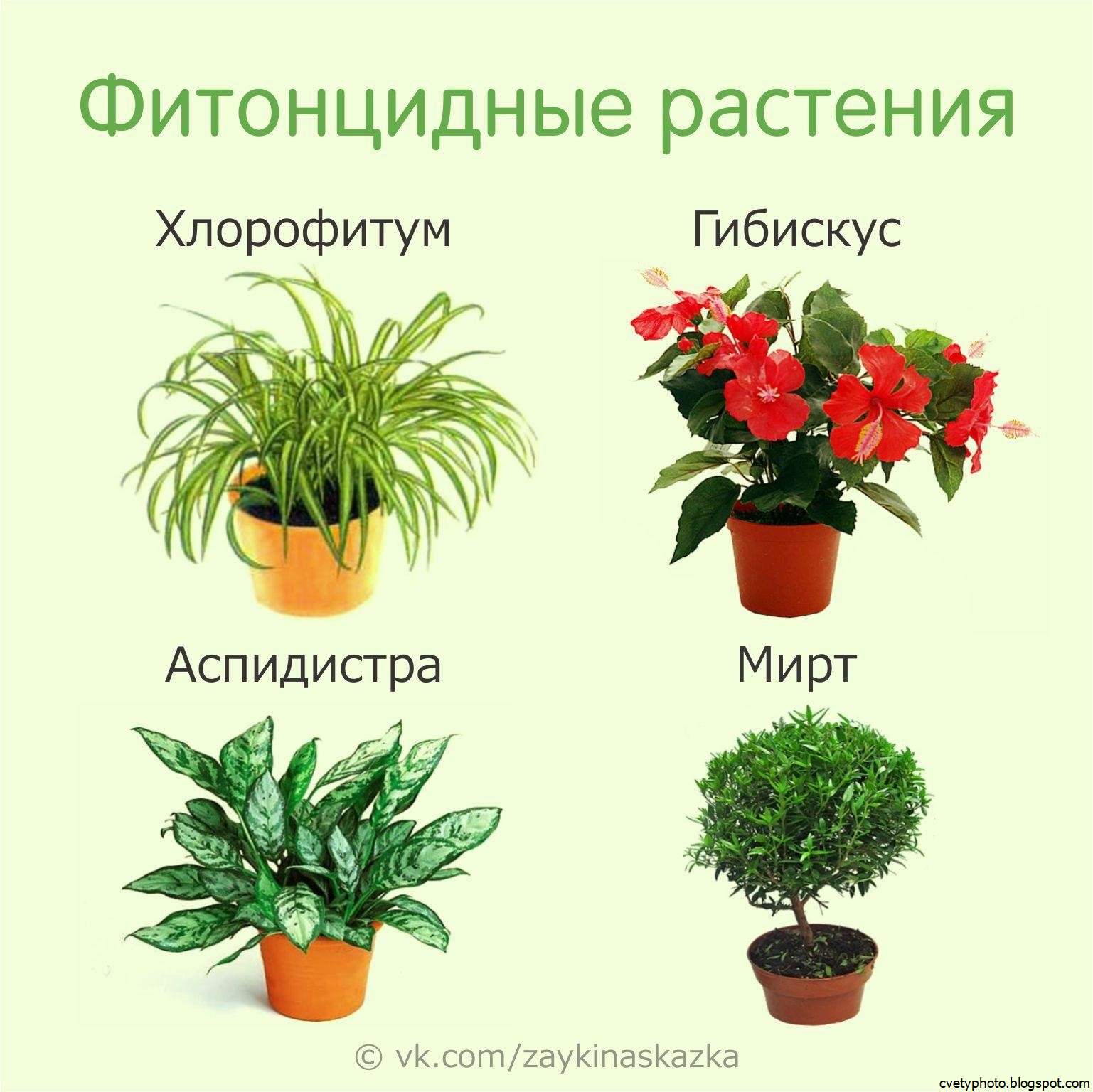✅ хищные растения: список, названия, описания, фото