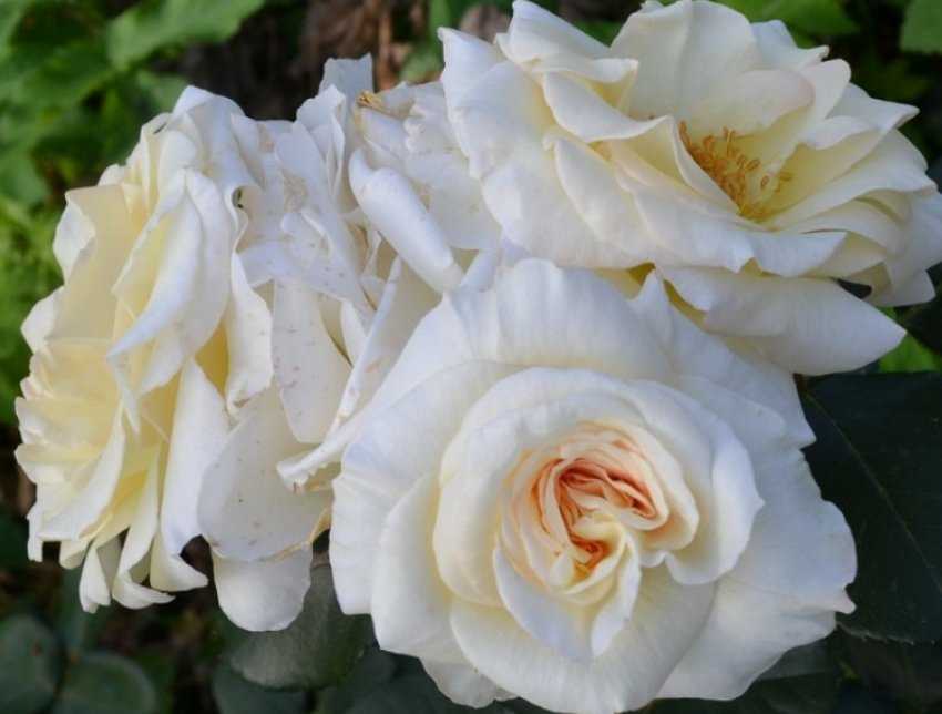 Роза голден шауэрс (golden showers): фото, отзывы, описание, характеристики.