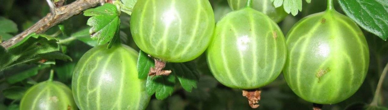 Крыжовник малахит: описание сорта, выращивание и уход