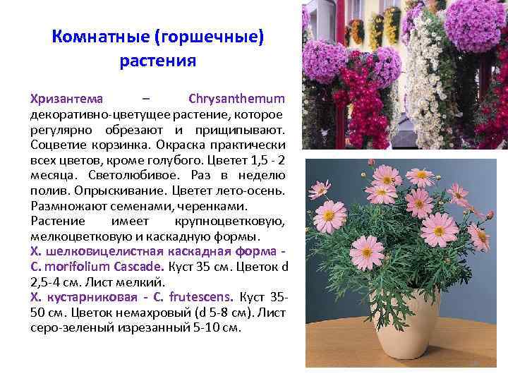 Цветы хризантемы: описание, виды, выращивание