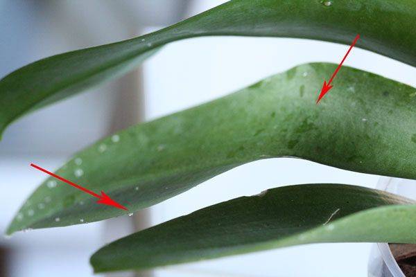 Липкие капли на листьях орхидеи фаленопсис - как убрать