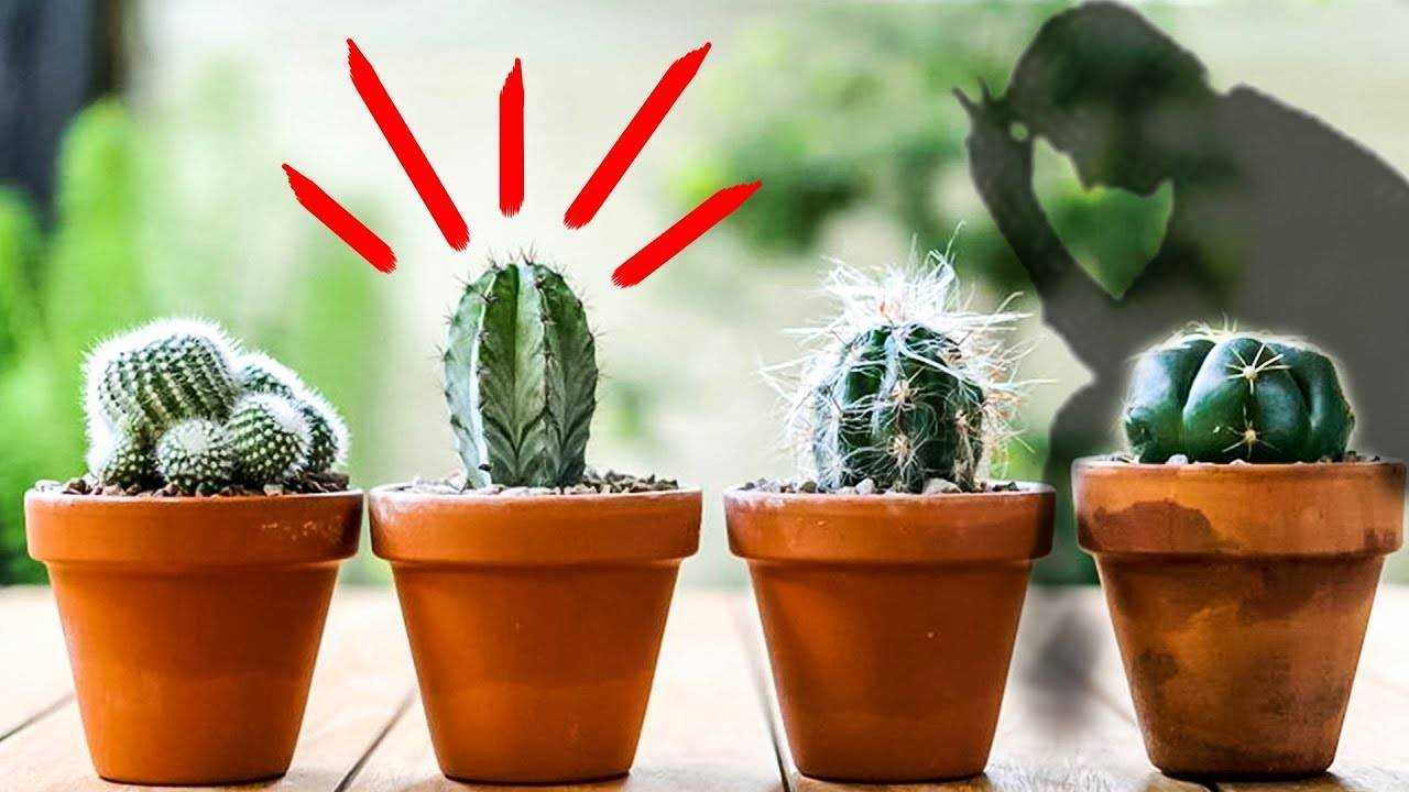 Для дома кактус полезен или вреден: влияние растения
