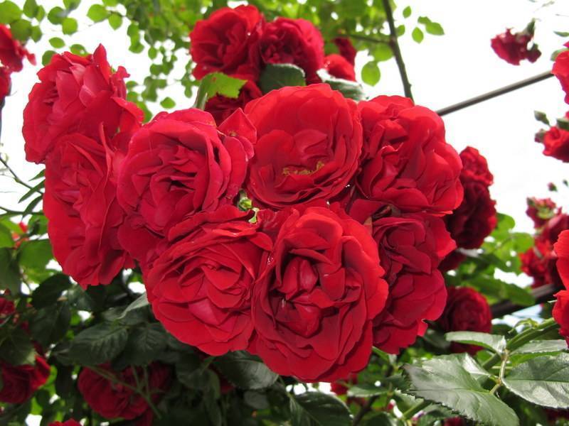 Плетистая роза симпатия: описание и фото, история возникновения, особенности цветения, размножения и ухода, а также список болезней и вредителей