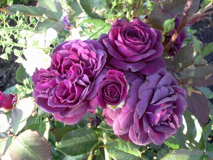 Роза биг перпл (big purple) — описание сортового растения