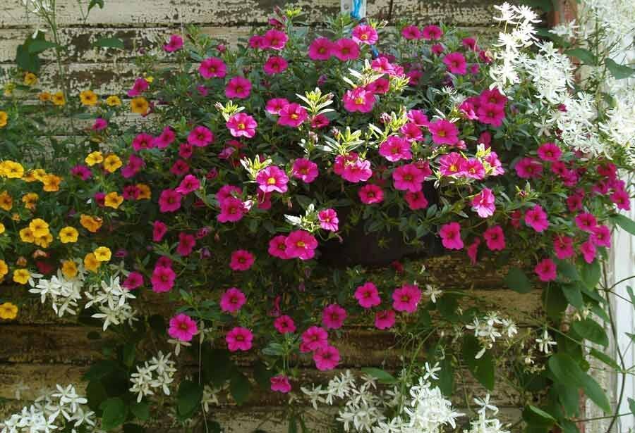 Ампельные цветы для кашпо: фото и названия, выращивание