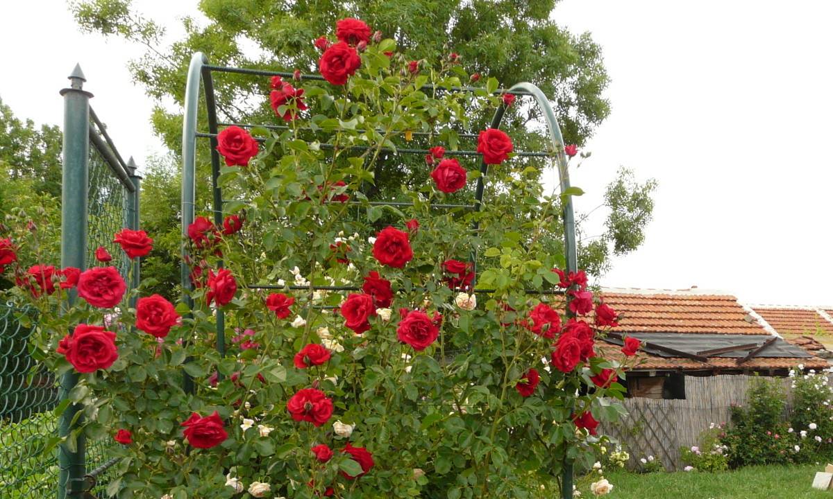 Плетистая роза симпатия: описание, посадка, уход