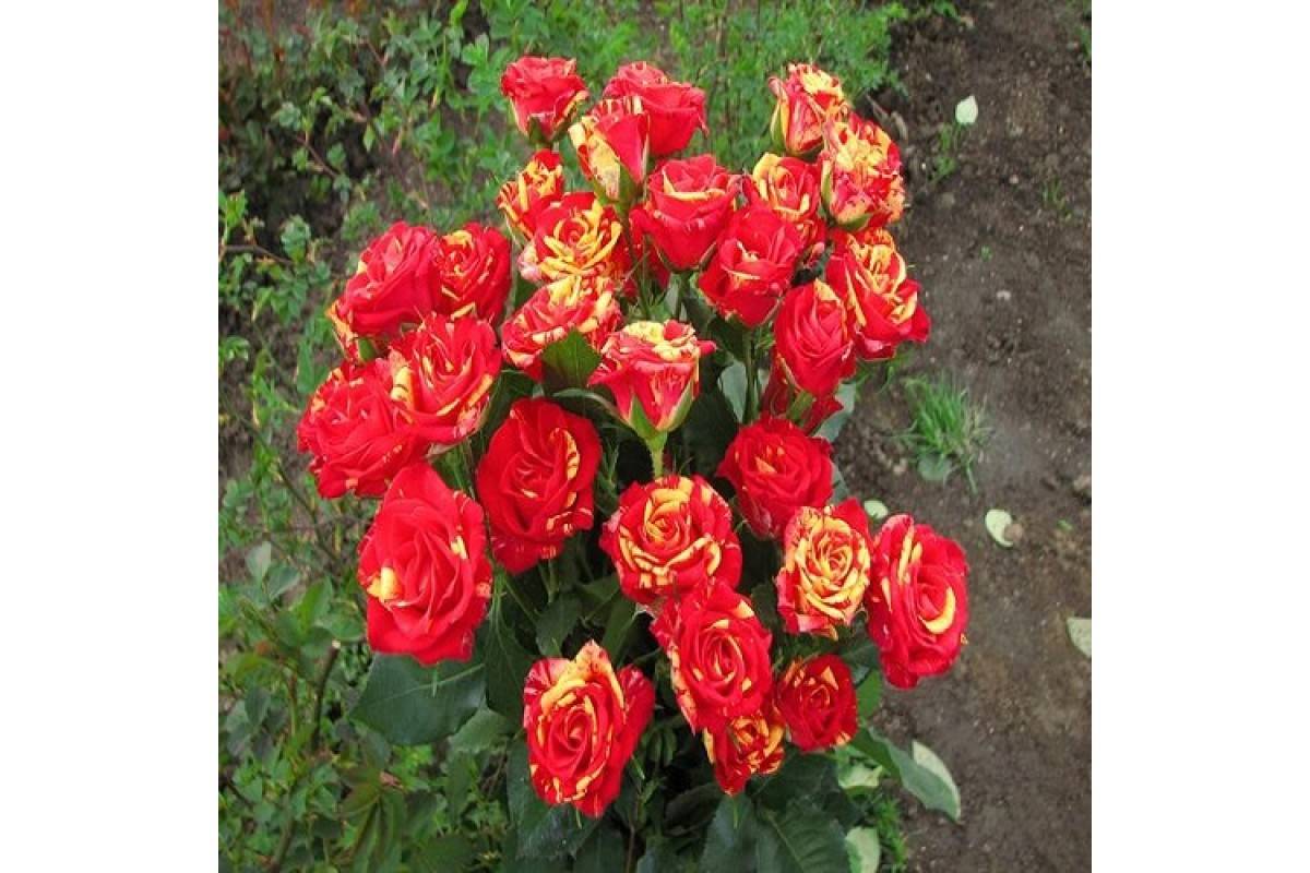 Выращивание спрей-розы файер флеш: как сажать компактный голландский кустарник