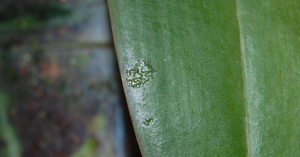 Липкие капли на орхидее: что это такое и почему они появляются на листьях растения?
