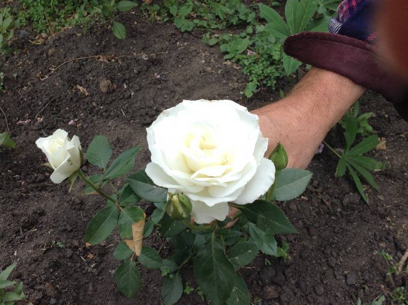 Канадская плетистая роза джон кэбот - сад