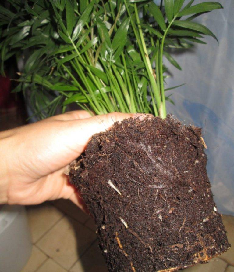 Выращивание араукарии комнатной: как посадить, размножать, пересаживать, какой горшок