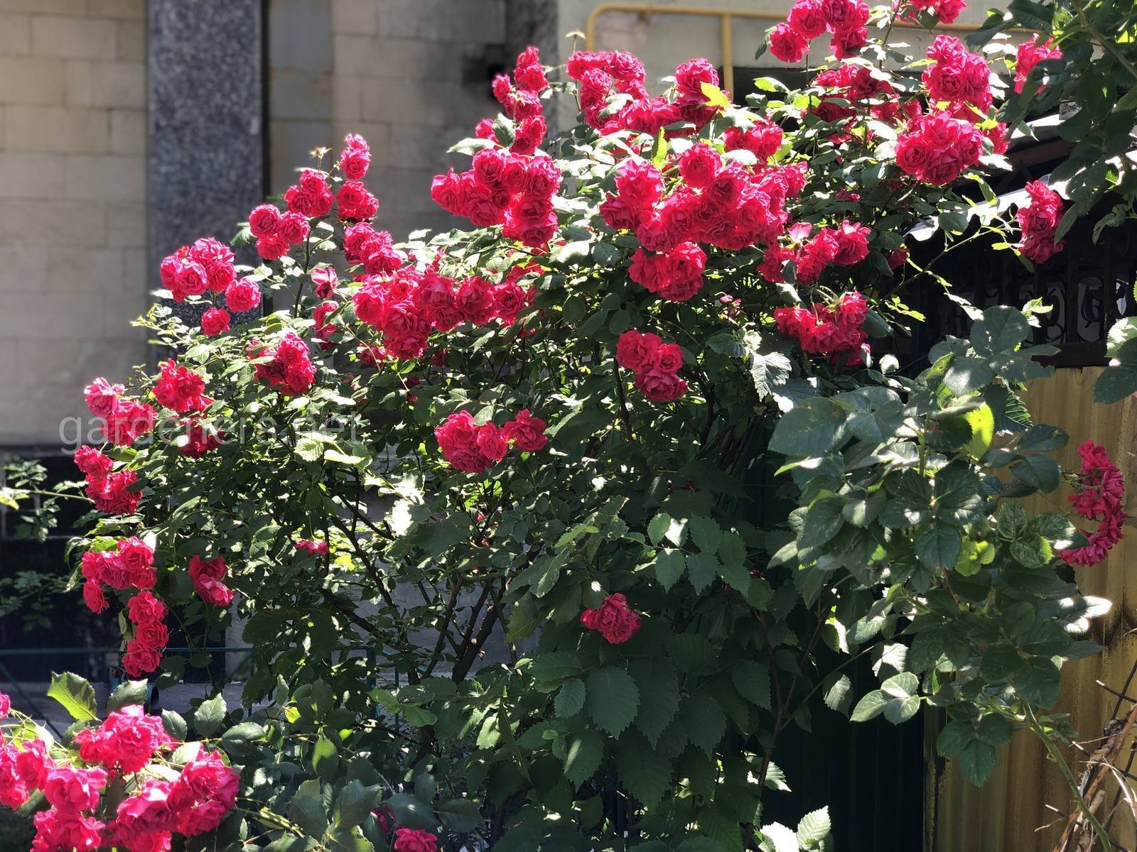 Фантастическая роза профессор хендель с эффектным двухцветным окрасом