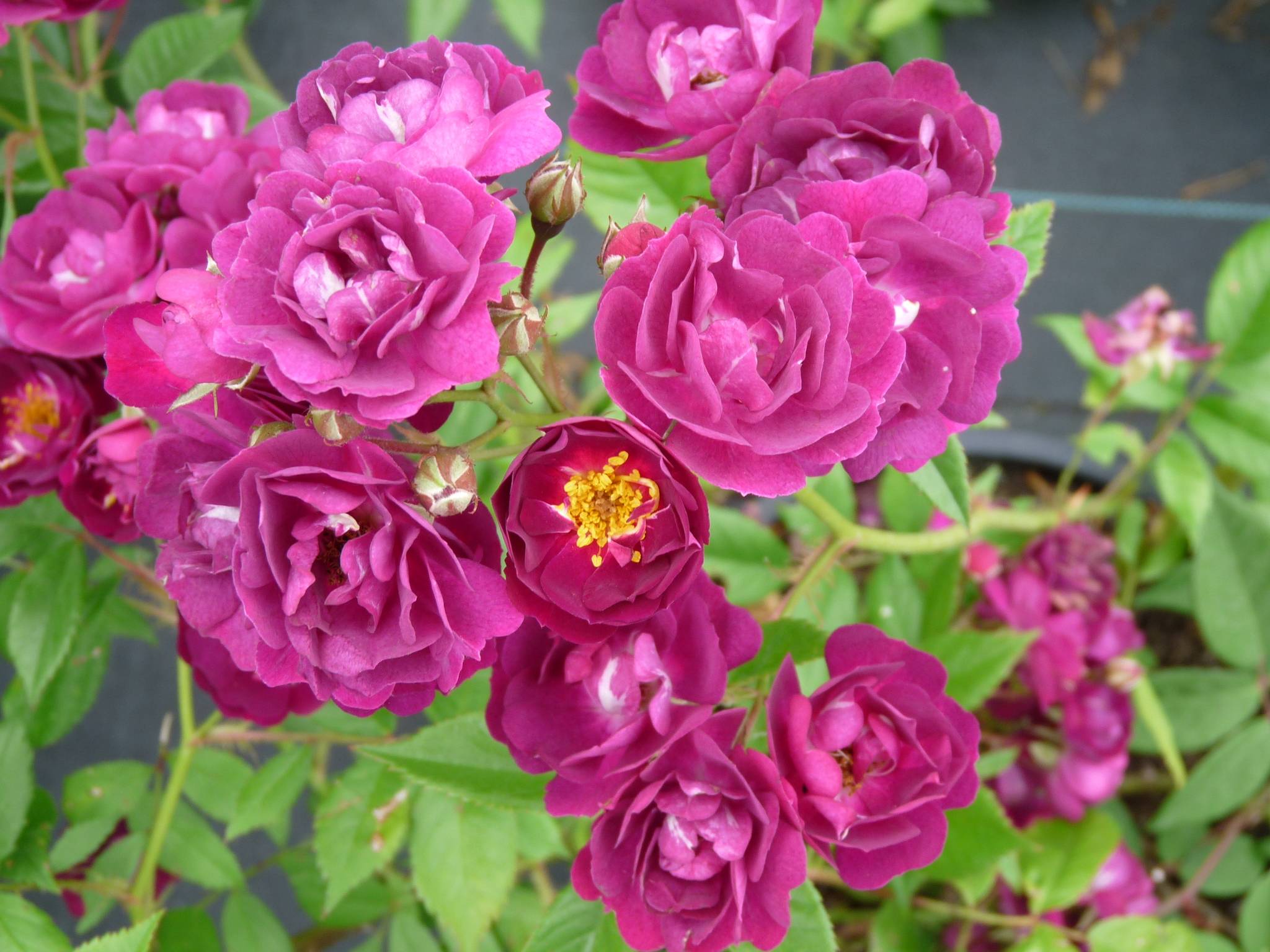Как правильно посадить и выращивать плетистую розу в открытом грунте