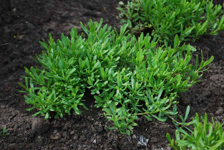 Цветок иберис многолетний: уход, посадка и выращивание из семян