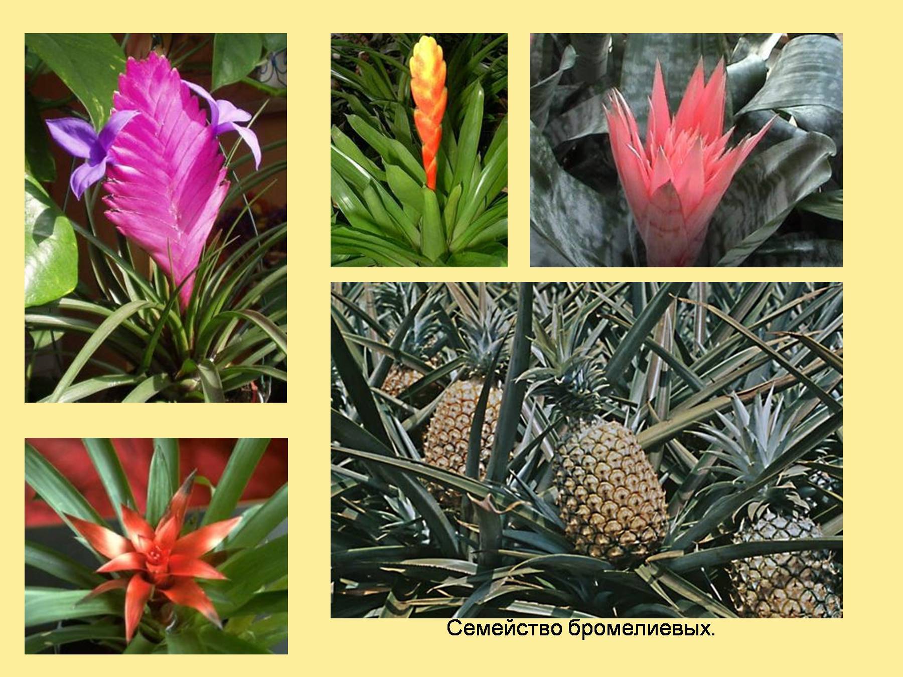 Бромелия: сорта и виды цветка с описанием и фото, характеристики растения, правила выращивания и ухода в домашних условиях