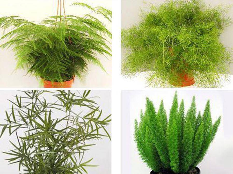 Аспарагус перистый плюмозус (asparagus plumosus) или щетинковидный - сетацеус (setaceus): размножение и уход в домашних условиях, фото комнатного растения