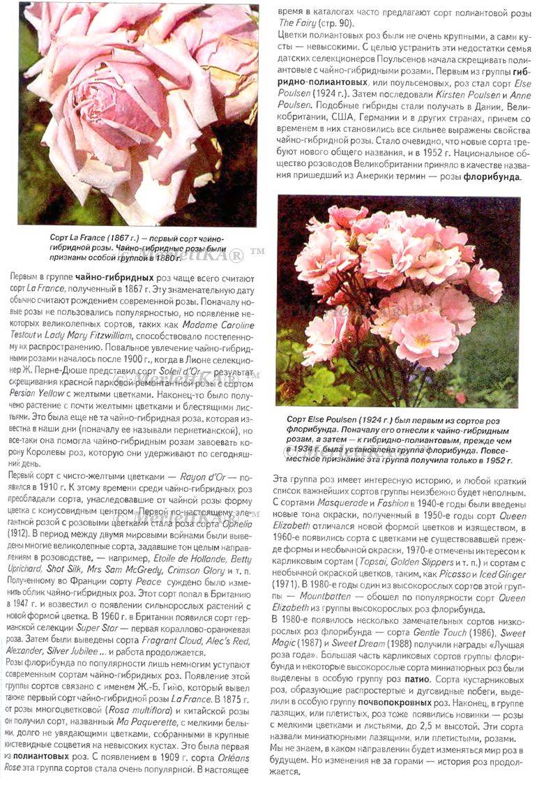 Описание плетистой розы абракадабра: что это за чайно-гибридный сорт флорибунды