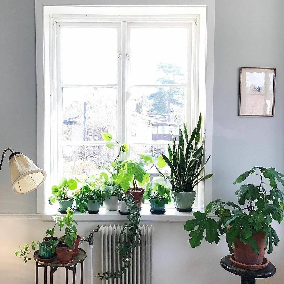 Топ-10 лучших комнатных растений для северных окон – будь в теме