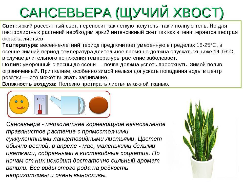ᐉ цветок мимоза: уход в домашних условиях, фото и виды, размножение и пересадка - roza-zanoza.ru