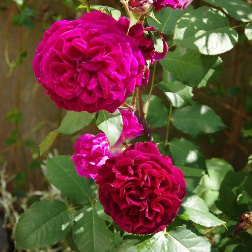 Английские розы, посадка уход. английские розы - описание, сорта, посадка, уход, фото