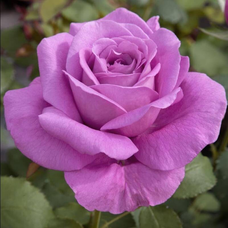 Роза клод брассер: особенности, посадка, уход и отзывы. роза клод брассер (claude brasseur): описание, выращивание, уход и отзывы компаньоны к розе клод брассер