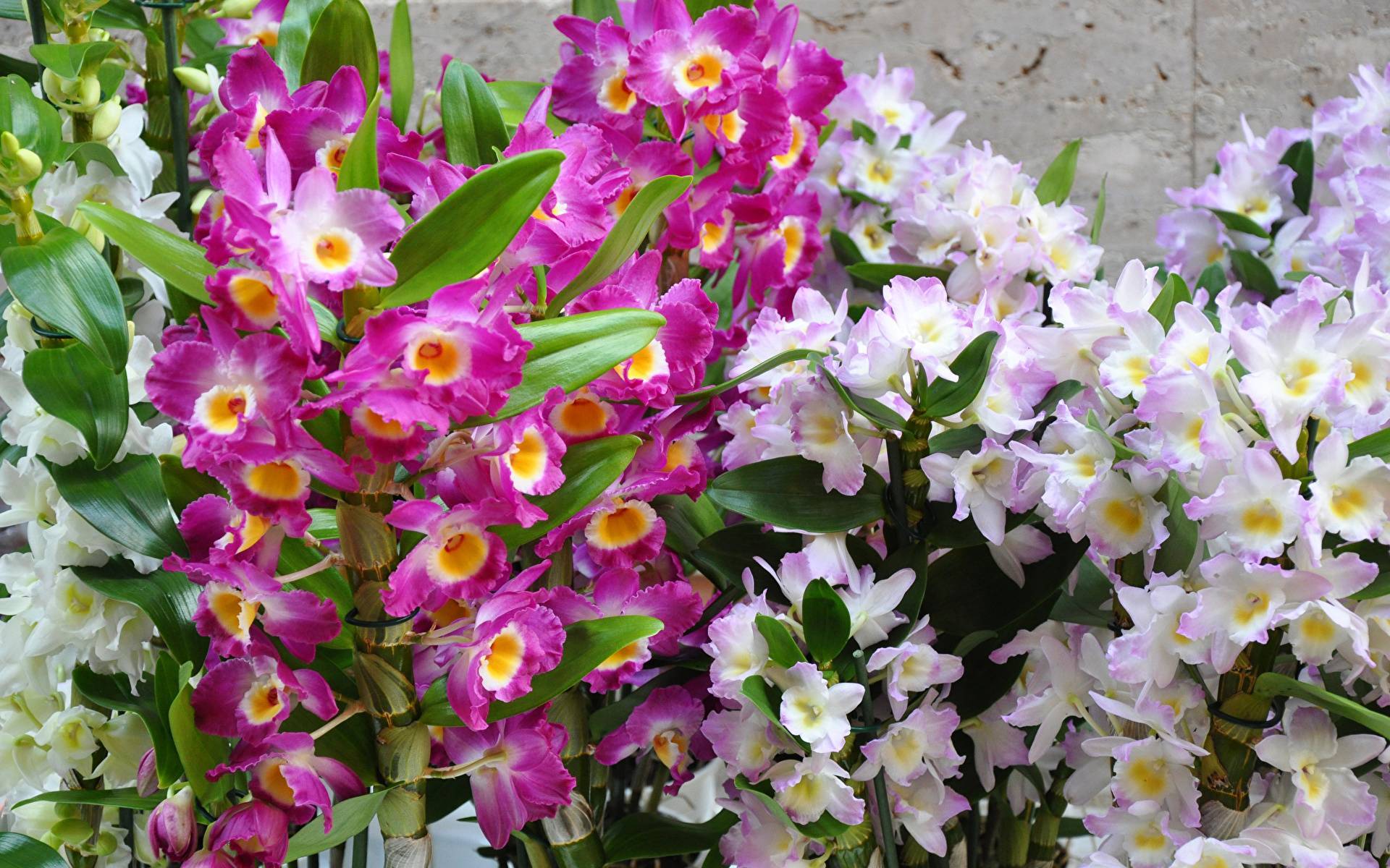 Орхидея дендробиум фаленопсис: уход в домашних условиях