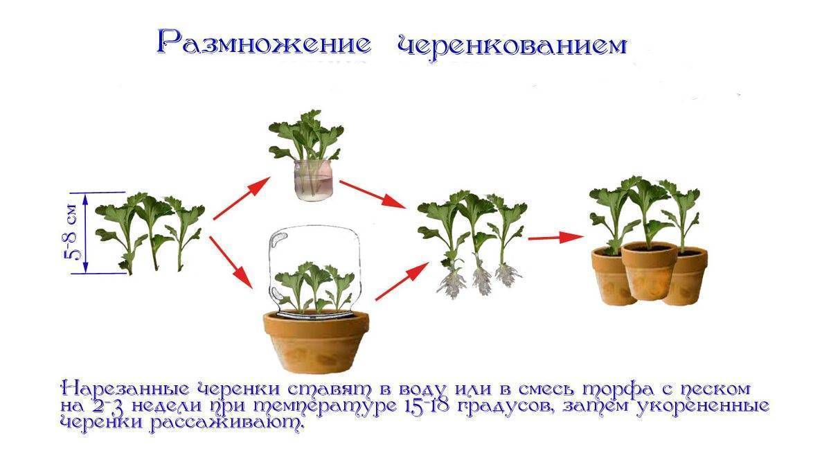 Методы размножения декабриста дома: черенками, листами, семенами, как ухаживать
